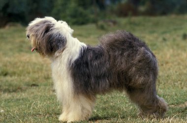 Kısakuyruklu Köpek ya da Yaşlı İngiliz Çoban Köpeği, Yetişkin Çimenler Üzerinde Duran  