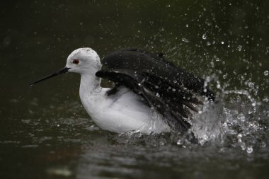 Kara Kanatlı Stilt, himantopus himantopus, Yetişkin Fransa 'nın güneyinde Bath, Pyrenees' e sahip.  