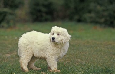 Polonyalı Tatra Çoban Köpeği, Çimende Köpek Bekliyor  