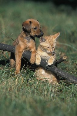 Pup and Kitten standing on Grass   clipart