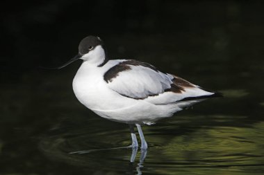Kara Kanatlı Stilt, himantopus himantopus, Yetişkin Fransa 'nın güneyinde Bath, Pyrenees' e sahip.  