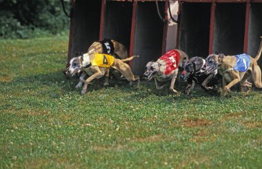 Greyhound Race, doğal arka plan.