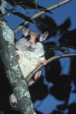 Bahçe Fındık faresi, eliomy sorgusu, şubenin üzerinde duran yetişkin.  