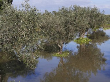 Sel Altında Olive Ağaç Çiftliği, Sicilya, İtalya  