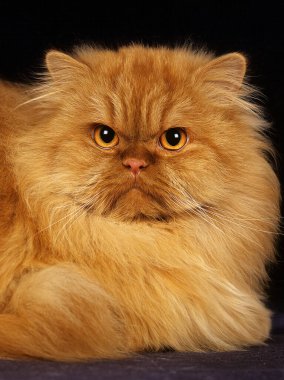 Kızıl Öz Pers Evcil Kedisi Kara Arkaplanda Yatıyor  