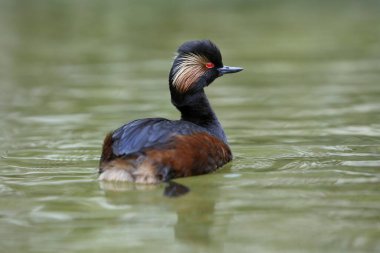Siyah boyunlu yunus, podiseps nigricollis, Pond 'da Yetişkin Yüzüşü, Fransa' nın güneybatısında Pireneler  