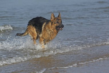 Alman Çoban Köpeği, Dalgalarda Erkek, Normandiya 'da Kumsal  