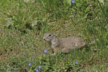 Avrupa Souslik, spermophilus citellus, Adult, Fransa  