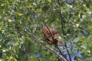 Kızıl Sincap, Sciurus Vulgaris, Yetişkin Ağaç 'ta, Auvergne Fransa' da  