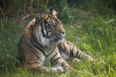 Sumatra Kaplanı, Panthera Tigris Sumatrae, Erkek  