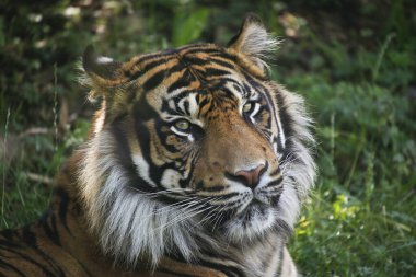 Sumatra Kaplanı, Panthera Tigris Sumatrae, Erkek Portresi  
