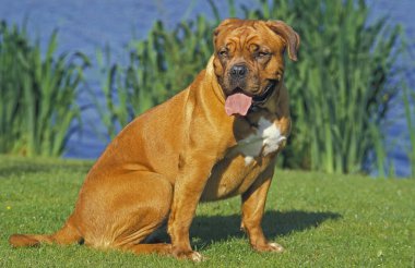 Bordeaux Mastiff Köpeği, Yetişkin Göl kenarında oturuyor  