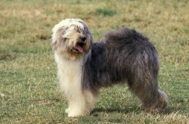 Kısakuyruklu Köpek ya da Yaşlı İngiliz Çoban Köpeği, Yetişkin Çimenler Üzerinde Duran  