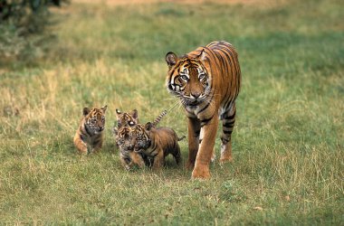 Sumatra Kaplanı, Panthera Tigris Sumatrae, Anne ve Yavru  