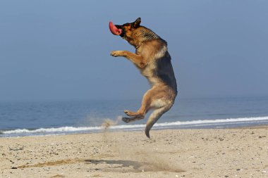 Alman çoban köpeği, Frizbi yakalayan erkek, Normandiya plajı.  