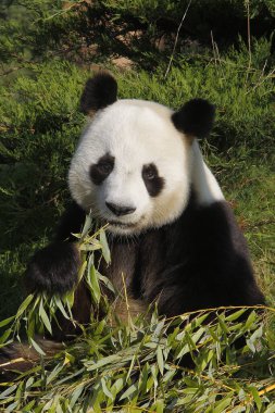 Dev Panda, hasta uropoda melanoleuca, Bambu yaprakları yiyen yetişkin  
