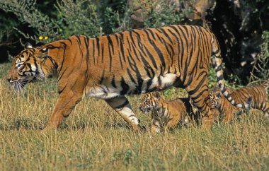 Sumatra Kaplanı, Panthera Tigris Sumatrae, Anne ve Yavru  