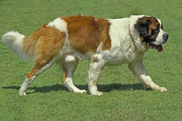 Aziz Bernard Kurtarma Köpeği — Stok fotoğraf