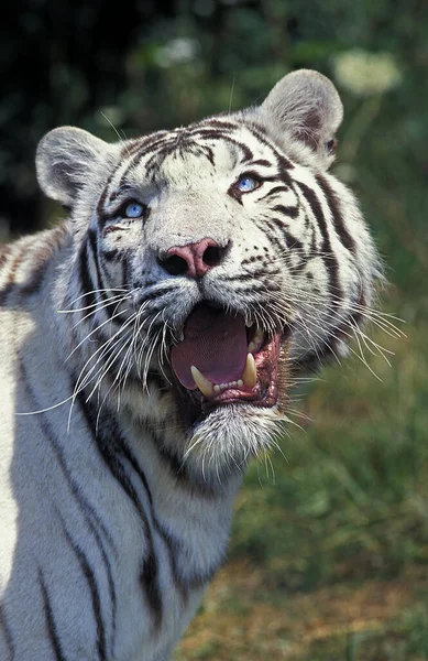 Tigre Branco Tigris Panthera — Fotografia de Stock