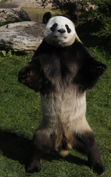 Riesenpanda Ailuropoda Melanoleuca Männchen Auf Hinterbeinen Stehend — Stockfoto