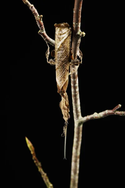 Gottesanbeterin Empusa Mimetisches Insekt Erwachsener Gegen Schwarzgrund — Stockfoto