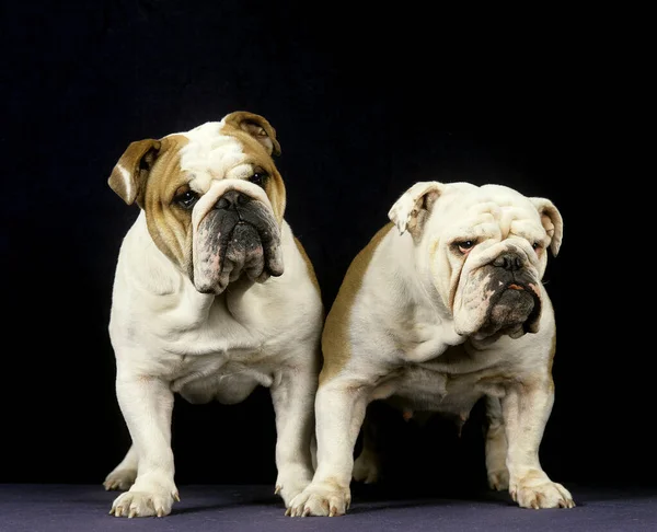 Engelska Bulldog Mot Svart Bakgrund — Stockfoto