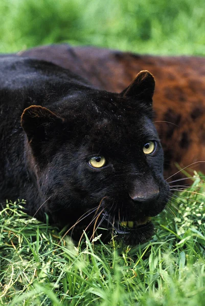Black Panther Panthera Pardus Adult Laying Grass — Stock Photo, Image
