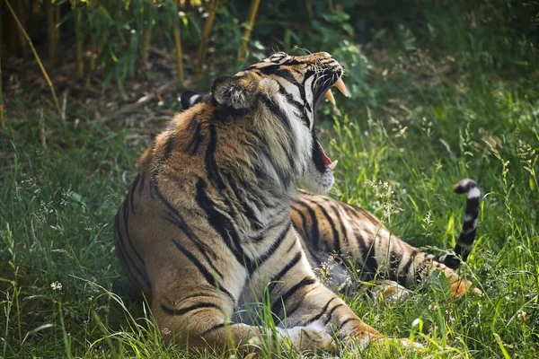 Sumatran Tiger Panthera Tigris Sumatrae Muž Zívající — Stock fotografie