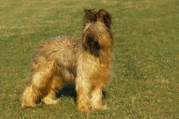 Briard Dog Старая Стандартная Порода Отрезанными Ушами — стоковое фото