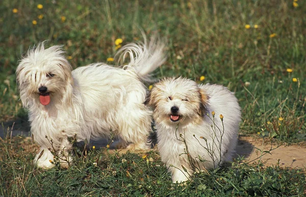 Coton Tulear Anya Fiatal — Stock Fotó