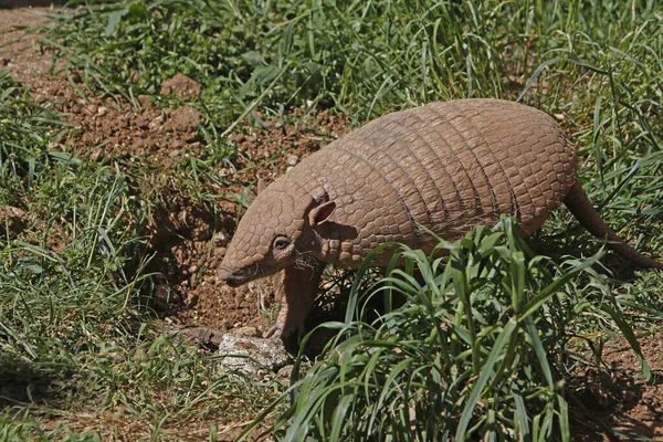 Yellow Six Banded Armadillo Euphractus Sexcinctus Adult Standing Den Entrance — Stock Photo, Image