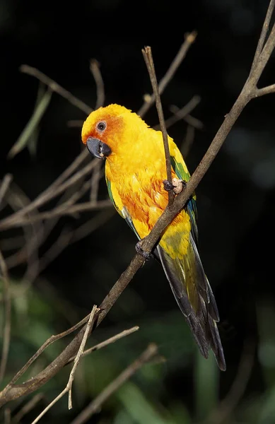 Perruche Soleil Aratinga Solstitialis Adulte Debout Sur Branche — Photo