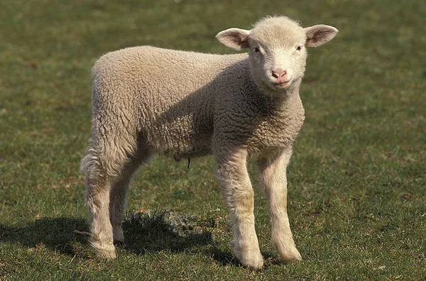 Ile France Domestic Sheep Lamb French Breed — стокове фото