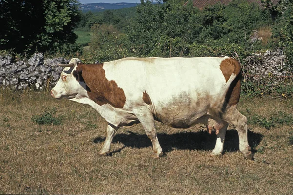 Montbeliarde Gado Doméstico Uma Raça Francesa — Fotografia de Stock