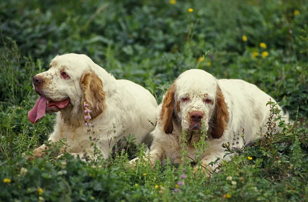 Clumber Spaniel Liegt Auf Gras — Stockfoto