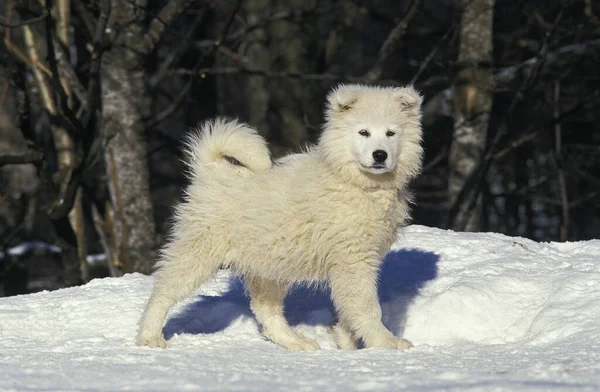 Samoyede Dog Welpe Steht Auf Schnee — Stockfoto