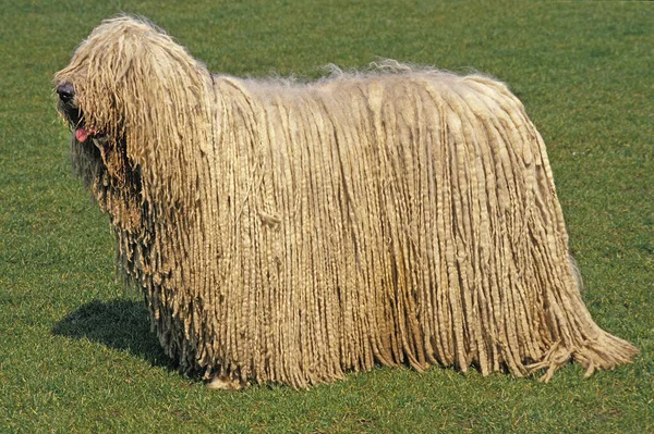 Komondorský Pes Dospělý Stojící Trávníku — Stock fotografie