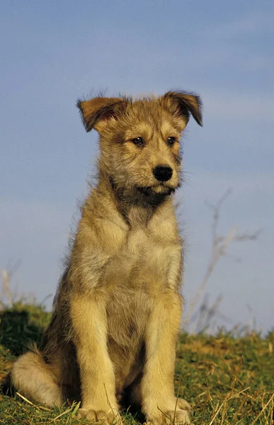 Picardy Shepherd Dog Pup Füvön — Stock Fotó