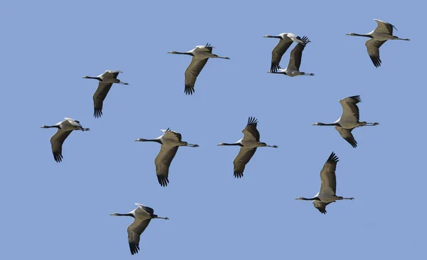 Demoiselle Crane Antropoides Virgo Immatures Flight — Stock fotografie