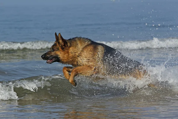 Deutscher Schäferhund Männchen Spielt Wellen Strand Der Normandie — Stockfoto