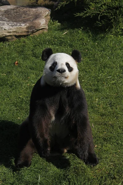 Giant Panda Ailuropoda Melanoleuca Dospělý Sedí — Stock fotografie