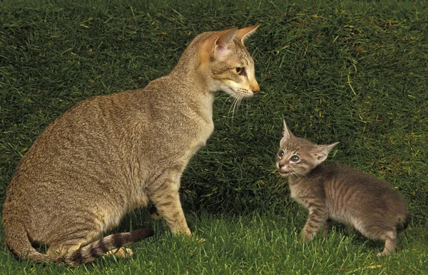 Oriental Doméstico Gato Mãe Gatinho — Fotografia de Stock