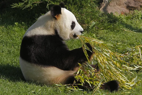 Giant Panda Ailuropoda Melanoleuca Adult Eating Bamboo Leaves — 图库照片