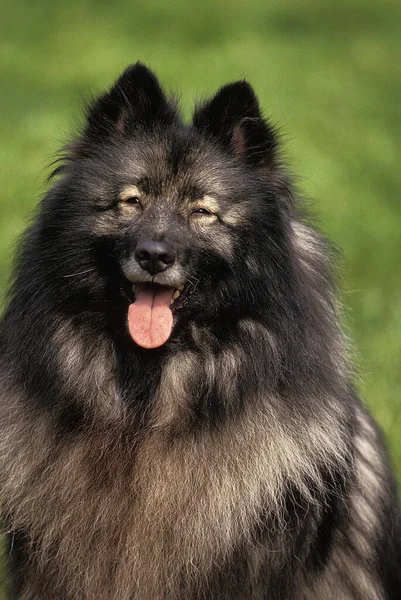 Wolf Spitz Retrato Cão Com Língua Para Fora — Fotografia de Stock