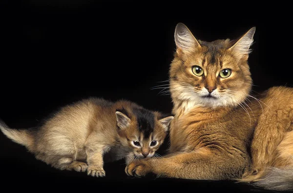 소말리아 고양이 어머니와 배경에 — 스톡 사진