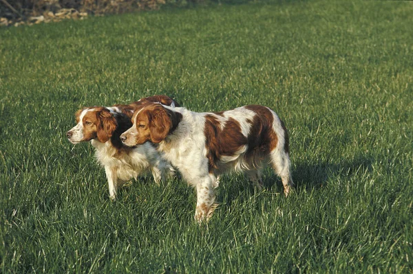 Bratittany Spaniel Erwachsene Pointing — Stockfoto