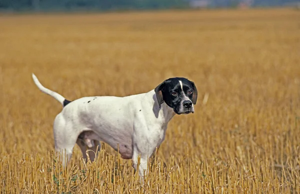 Pointer Dog Muž Stojící Pšeničném Poli — Stock fotografie