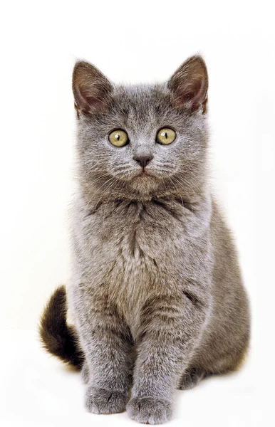 Chartreux Domestic Cat Kitten Sitting White Background — Stock Photo, Image