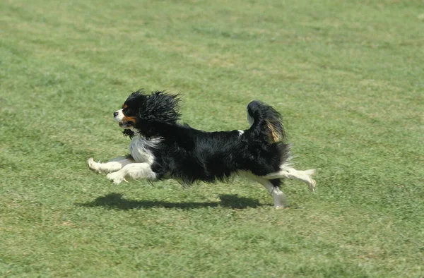 Kavalier King Charles Spaniel Erwachsener Läuft Auf Rasen — Stockfoto