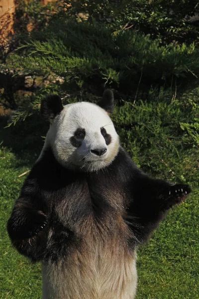 Großer Panda Ailuropoda Melanoleuca Erwachsene — Stockfoto